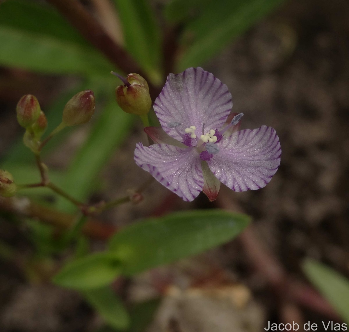 Murdannia striatipetala Faden